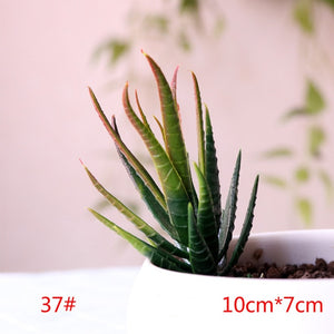 1PC Mini Fake Succulents
